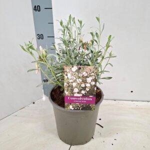 Convolvulus cneorum
(1 Plants/Order)(17cmP 35cmH)