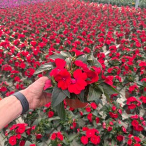Impatiens Sunpatiens Compact Gl Red
(8 Plants/Order)(13cmP 25cmH)