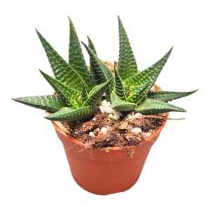 Haworthia Limifolia
(10 Plants/Order)(7cmP 2cmH)