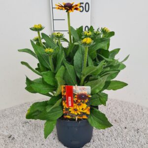 Rudbeckia Rudbeckia Kissing P19
(1 Plants/Order)(19cmP 40cmH)