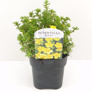 Potentilla fruticosa Kobold
(6 Plants/Order)(17cmP 25cmH)