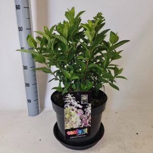 Hydrangea paniculata Confetti
(1 Plants/Order)(26cmP 55cmH)