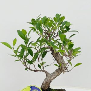 Bonsai dwergvorm loofhout Ficus retusa, 20cm., shape, without drip tray
(6 Plants/Order)(20cmP 35cmH)