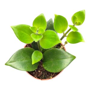 Aeschynanthus Monalisa
(10 Plants/Order)(7cmP 15cmH)