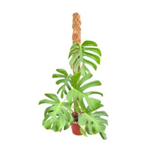 Monstera deliciosa Sierrana
(1 Plants/Order)(17cmP 100cmH)