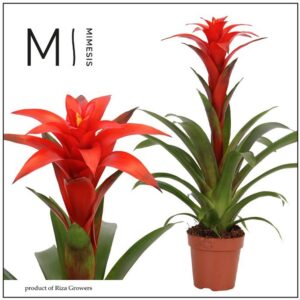 Guzmania Calypso 12cm Mimesis
(10 Plants/Order)(12cmP 48cmH)