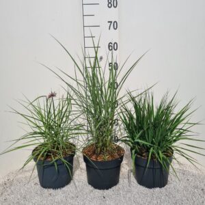 Siergrassen mix Siergrassen mix P19
(1 Plants/Order)(19cmP 40cmH)