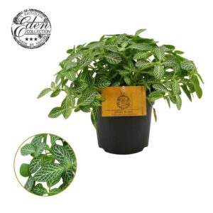Fittonia Verschaffeltii 10,5cm
(10 Plants/Order)(10.5cmP 15cmH)