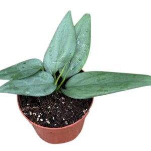 Scindapsus Hederaceus Silver
(9 Plants/Order)(10.5cmP 2cmH)