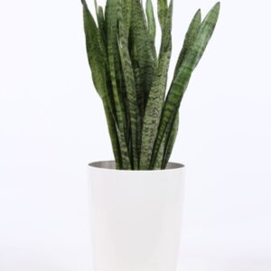 Sansevieria zeylanica "in Santorini ""wit"""
(1 Plants/Order)(29cmP 100cmH)