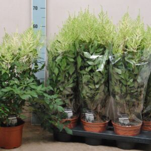 Astilbe Mojito japonica
(6 Plants/Order)(15cmP 60cmH)