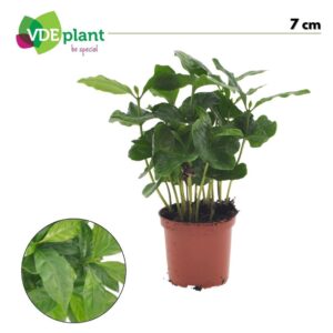 Coffea arabica
(16 Plants/Order)(7cmP 15cmH)