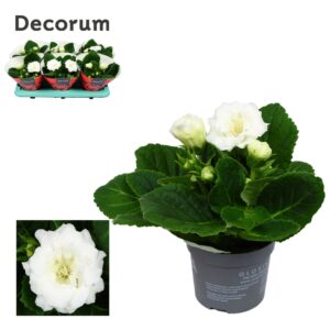 Sinningia Sonata White Gloxinia 13cm
(6 Plants/Order)(13cmP 20cmH)