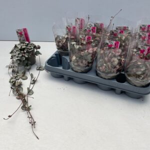 Ceropegia woodii Silver Glory
(12 Plants/Order)(9cmP 15cmH)