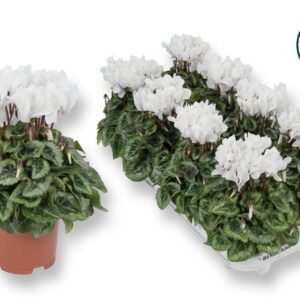 Cyclamen Super Serie C
(8 Plants/Order)(10.5cmP 20cmH)