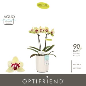 Phalaenopsis Multiflora Optifriend Anouk 2 spike in Molise White Aquo
(6 Plants/Order)(7cmP 25cmH)