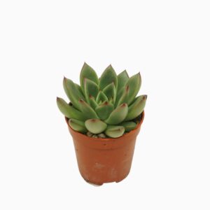 Echeveria agavoides red tips 5,5 cm
(20 Plants/Order)(5.5cmP 8cmH)