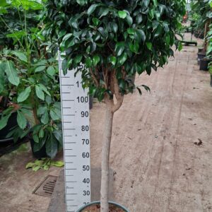 Ficus Danielle rechte stam
(1 Plants/Order)(40cmP 180cmH)