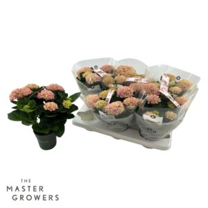 Hydrangea Magical Revolution macr. 12 cm Pink 5-6 Flower
(6 Plants/Order)(12cmP 30cmH)