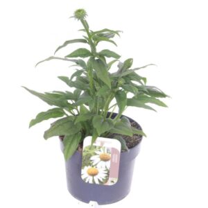 Echinacea purpurea Alba Sombrero
(6 Plants/Order)(17cmP 30cmH)