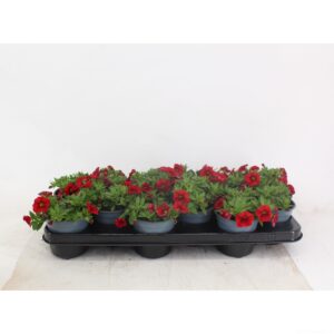 Million Bells Red Calibrachoa Red
(12 Plants/Order)(10cmP 20cmH)