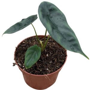 Alocasia Venusta
(9 Plants/Order)(10.5cmP 15cmH)