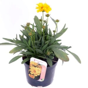 Coreopsis grandiflora Early Sunris
(8 Plants/Order)(13cmP 30cmH)