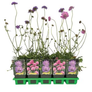 Scabiosa Pink Mist columbaria P11
(10 Plants/Order)(11cmP 25cmH)