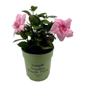 Mandevilla Sundaville Double Blush Pink Bush (Dipladenia)
(10 Plants/Order)(12cmP 25cmH)