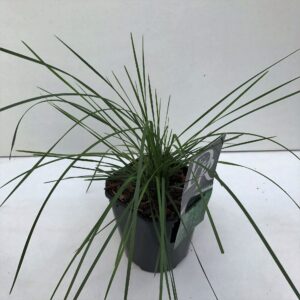 Deschampsia cespitosa Goldtau Deschampsia 'Goldtau'
(6 Plants/Order)(17cmP 30cmH)
