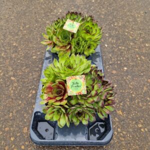 Sempervivum Sempervivum Toetie Froetie ® Mojito Potschaal 20
(2 Plants/Order)(20cmP 15cmH)