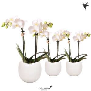 Phalaenopsis Multiflora white 2 spike in Bowl Pot
(6 Plants/Order)(9cmP 40cmH)