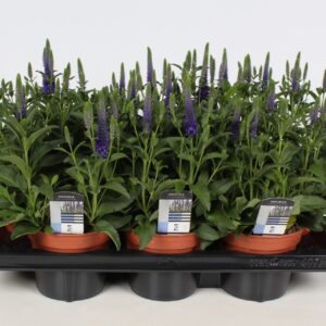 Veronica spicata blue
(7 Plants/Order)(14cmP 30cmH)