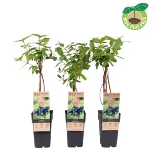 Lonicera caerulea 'Kamtschatica', p15
(10 Plants/Order)(15cmP 50cmH)