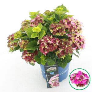 Hydrangea macrophylla other Royalty® 'Lady Mata Hari'® pink C5 (23cm.) Kn.
(1 Plants/Order)(23cmP 45cmH)