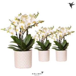 Phalaenopsis Lausanne Blossom 6 spike in Diamond Pearl Pot trave
(5 Plants/Order)(12cmP 40cmH)