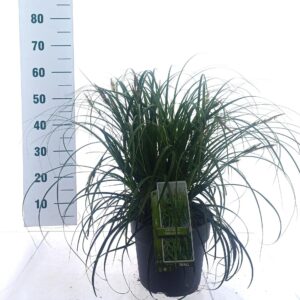 Carex Ribbon Falls Ribon ('Et Crx02'PBR)
(1 Plants/Order)(23cmP 55cmH)