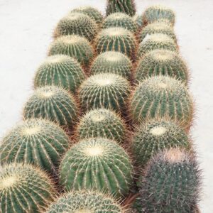 Cactus Ferocactus 35 cm
(1 Plants/Order)(35cmP 40cmH)