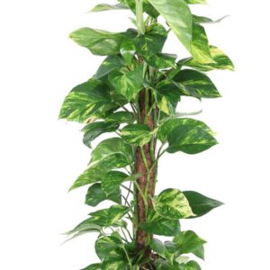 Epipremnum pinnatum mossto
(1 Plants/Order)(19cmP 90cmH)