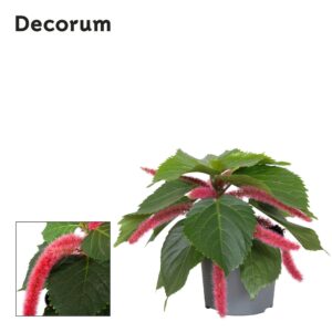 Acalypha hispida Pink
(6 Plants/Order)(13cmP 20cmH)