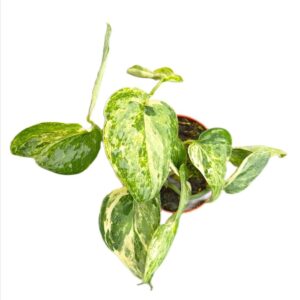 Scindapsus Peasun Variegata
(2 Plants/Order)(7cmP 15cmH)