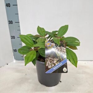Viburnum davidii
(1 Plants/Order)(17cmP 25cmH)