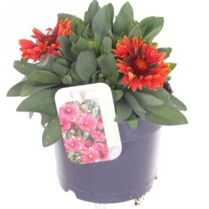 Gaillardia Mesa red
(6 Plants/Order)(17cmP 25cmH)
