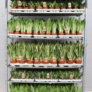 Sansevieria "mixkar ""Rough Tough"""
(1 Plants/Order)(5cmP 999cmH)
