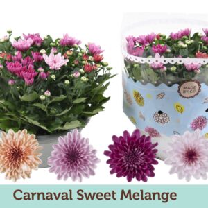 Chrysanthemum Mount Aubisque Carnaval Sweet Melange
(17 Plants/Order)(23cmP 27cmH)