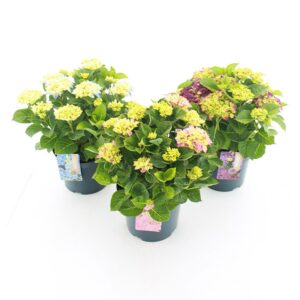 Hydrangea macrophylla mix C5 (23cm.) Kn.
(17 Plants/Order)(23cmP 45cmH)