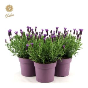 Lavandula Anouk Lavandula st. 'Anouk'® Collection P19
(3 Plants/Order)(19cmP 44cmH)