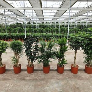 Indoor plants Mixkar 1423
(7 Plants/Order)(34cmP 180cmH)