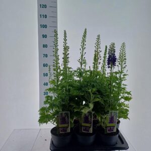 Delphinium Delphinium Magic Fountain mix (minimum order one layer)
(1 Plants/Order)(17cmP 85cmH)