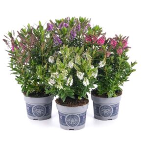 Hebe All Blooms mix
(6 Plants/Order)(17cmP 35cmH)